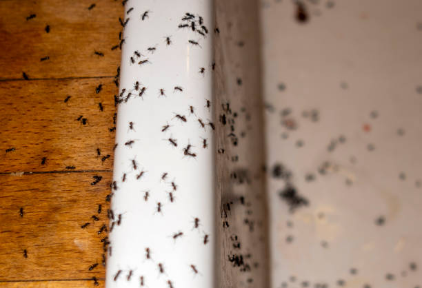 Best Spider Control Near Me  in Gainesville, TX